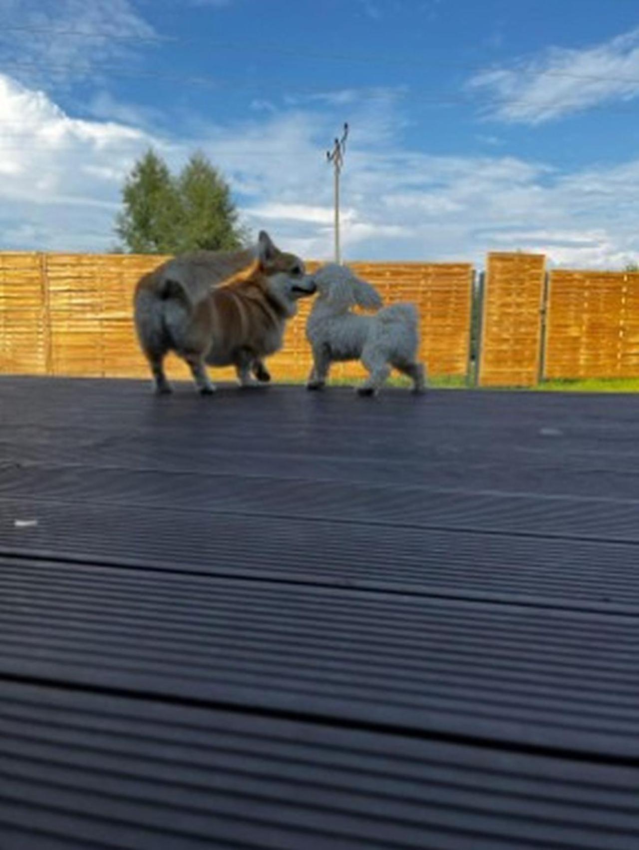 Dwa Wymiary - Caloroczny Z Jacuzzi Podgrzewane 40 Stopni Caloroczne I Basenem Podgrzewanym W Okresie Wiosna - Lato *